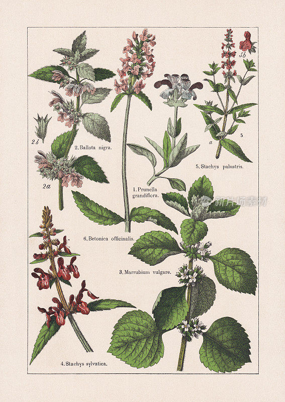 Magnoliids, Asterids, chromolithography，出版于1895年